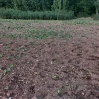 زمین۳۰۶ متر فروشی