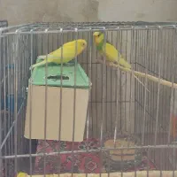 سه جفت مرغ عشق سالم وسرحال مولد