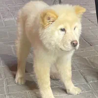 چاو چاو|سگ|تهران, حر|دیوار