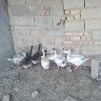 جوجه غاز