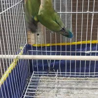 طوطی برزیلی|پرنده|بجنورد, |دیوار