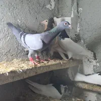 هفترنگ