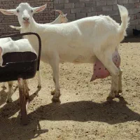 بزغاله وبز فرانسوی خالص سانن