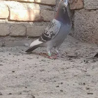 کبوتر مسافتی نرو ماده ۴عدد