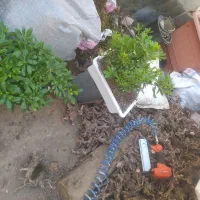 گل میخک بنسایی|گل و گیاه طبیعی|مشهد, امیر المومنین|دیوار