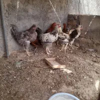 جوجه|حیوانات مزرعه|زابل, |دیوار