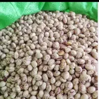 لوبیاچیتی شکسته