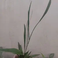 گل طبیعی چندجوربایک عددسینی