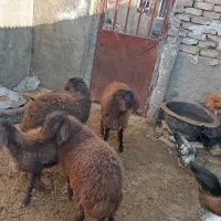 پنج عدد بزغاله|حیوانات مزرعه|نیشابور, دربقاضی|دیوار