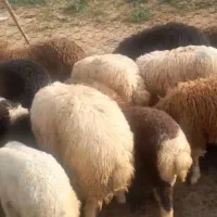 فروش دام