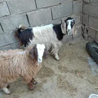 یک راس بزعاله قهو ه ای کردی