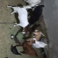 بز کهر دار جوان ... چندقلوزا گوش بلند