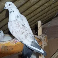 کبوتر تهرانی نر پرشی|پرنده|تهران, فاطمی|دیوار