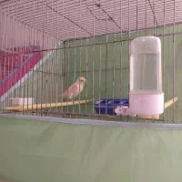 فروش قناری موزاییکی|پرنده|تربت‌حیدریه, قاسم آباد|دیوار