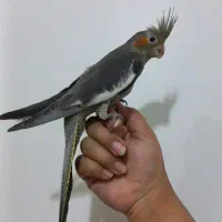 طوطی عروس هلندی سینامون|پرنده|شوشتر, |دیوار