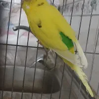 مرغ عشق سرحال|پرنده|قم, دروازه ری|دیوار