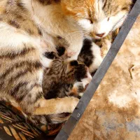 واگذاری گربه خانگی با بچه