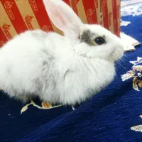 فروش خرگوش|موش و خرگوش|کامیاران, |دیوار