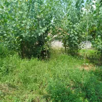 خانه-محوطه-سنتی-در-بهشت-گیلان-لپوندان