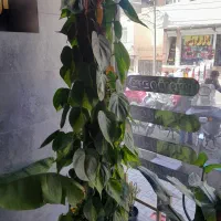 مقداری گل با گلدون تک یا یکجا