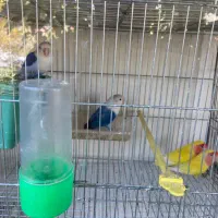 مرغ عشق عروس هلندی کوتوله|پرنده|باخزر, |دیوار