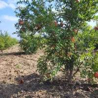 ۲هزار متر زمین باغی حصار کشی شده