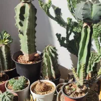 گل خونگی|گل و گیاه طبیعی|دهگلان, |دیوار