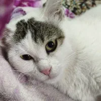 واگذاری گربه معلول