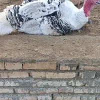 بوقلمون محلی|حیوانات مزرعه|گرمی, |دیوار