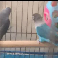 جفت کوتوله زیبا|پرنده|مرودشت, پشت سایپا|دیوار