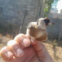 سهره ماده طوقدار