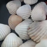 فروش صدف های دریایی