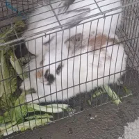 ۲ عدد خرگوش