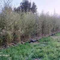 خیزران|گل و گیاه طبیعی|کومله, |دیوار