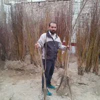 نهالستان طلا سبز حسینیان|خدمات باغبانی و درختکاری|میاندوآب, |دیوار