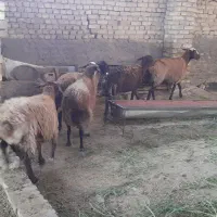 گوسفند قزل قرمز