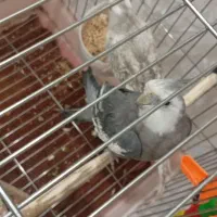 عروس هلندی|پرنده|سنندج, |دیوار