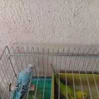 مرغ عشق بالغ تخم گذار|پرنده|کازرون, |دیوار