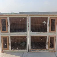 قفس جفتگاه کبوتر