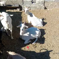 ۵عددبز (سانان) آبستن|حیوانات مزرعه|سبزوار, قصبه شرقی|دیوار