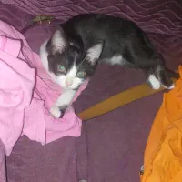 گم شده در فومن گشت|حیوانات|فومن, |دیوار