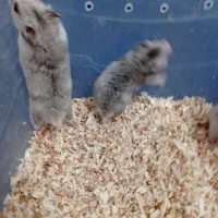 همستر|موش و خرگوش|قم, پردیسان|دیوار