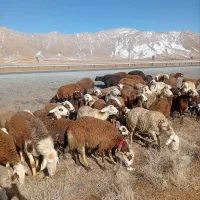 64عدد شیشک پلنگی