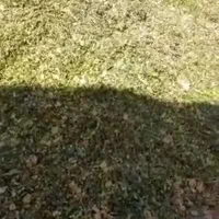 ذرت علوفه پر دان 7000|عمده‌فروشی|لالجین, |دیوار