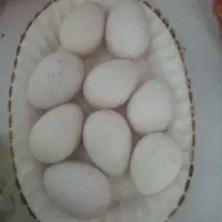 تخم بوقلمون فروشی