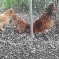 مرغ و خروس پاپری و کاکلی