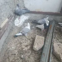 فروش کبوتر جوجه موشی نقره ای و سینه پر و طوقی