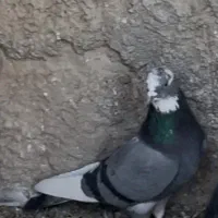 کبوتر