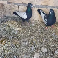 کفتر سینه سیاه