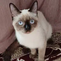 گربه سیامی